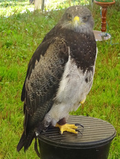 Kordillerenadler (2).jpg